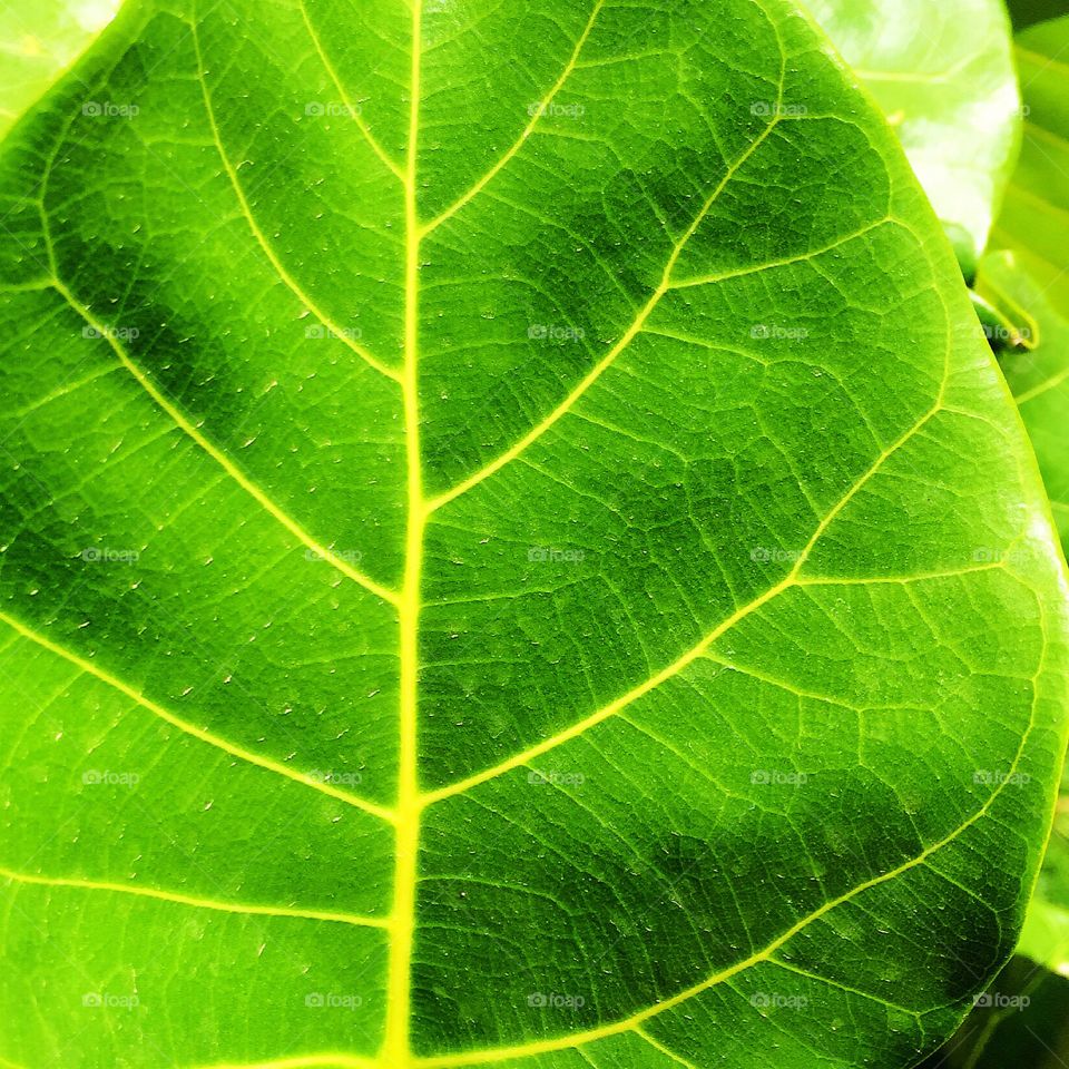 Bright Green Leaf