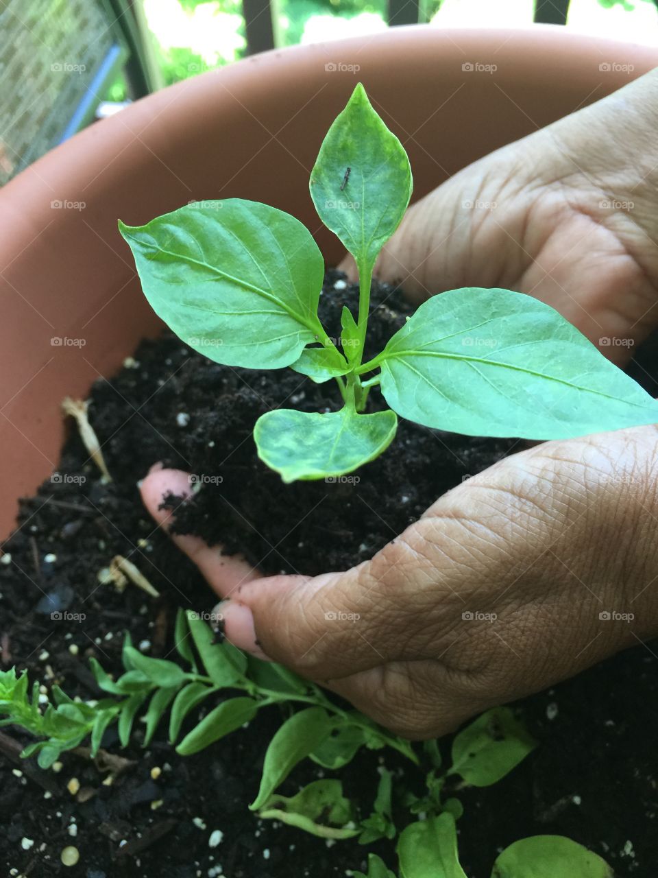 Transplanting young pepper seedling