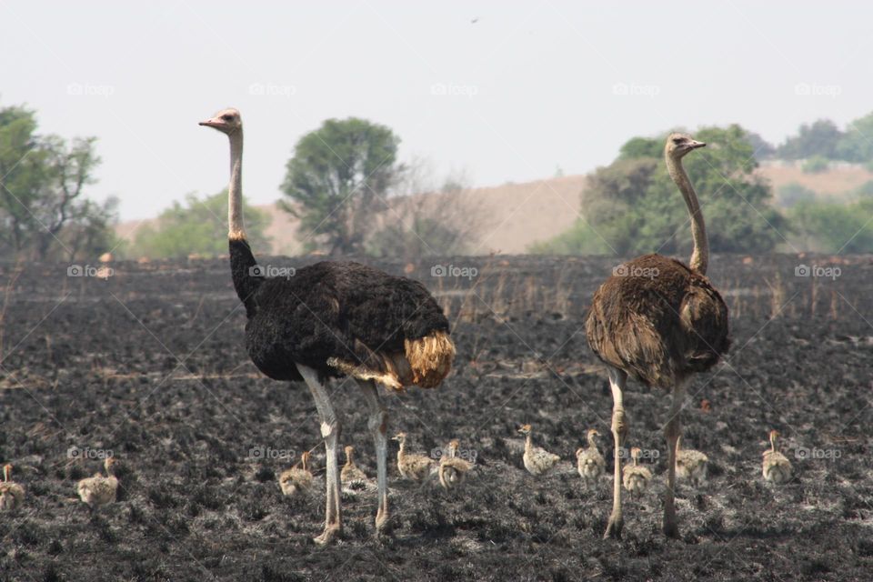 Male and female Ostriches with babies.Flightless birds.