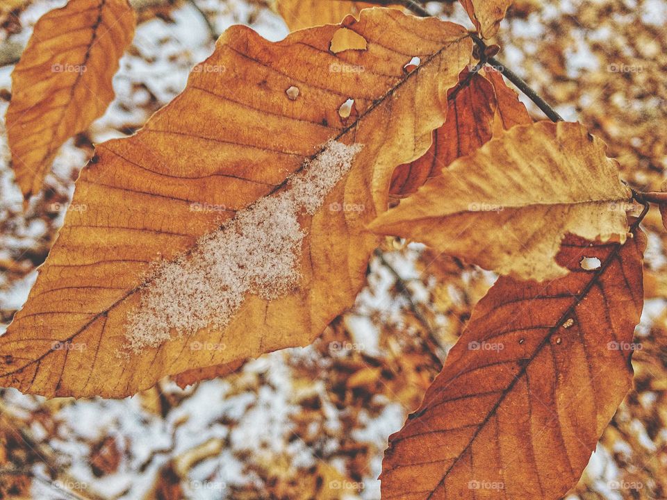 Close-up of leaf