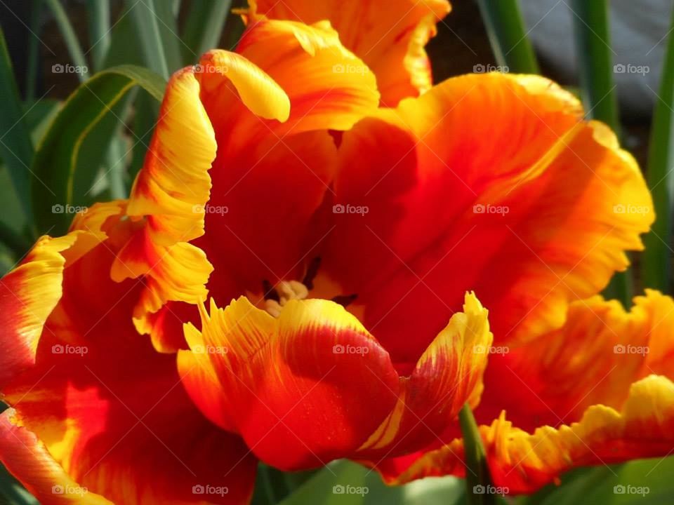 Frilly tulips 