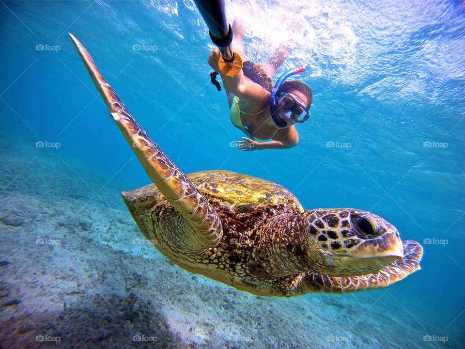 Turtle selfie