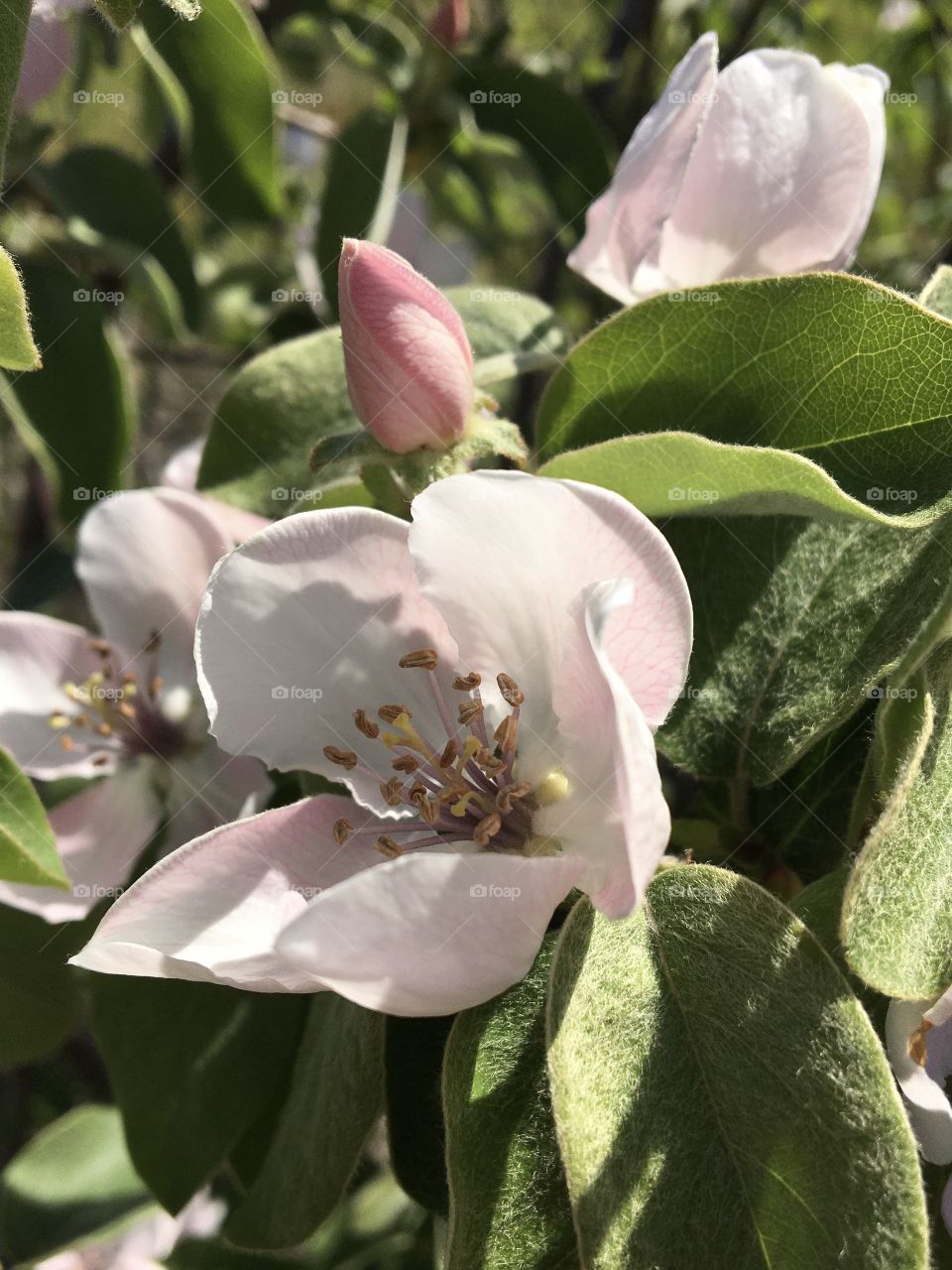 First quince blossom