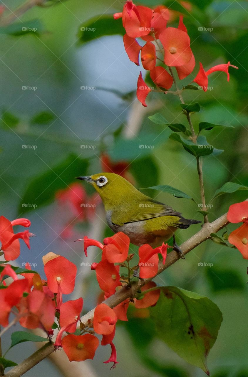 little bird with red flowers