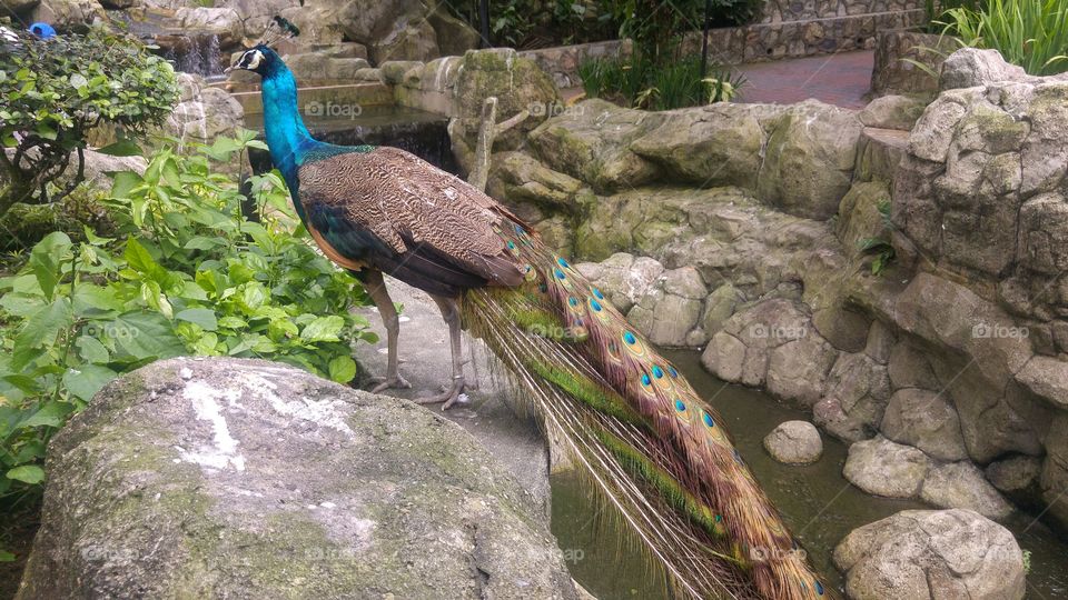 Majestic 7: Peacock Full Frame