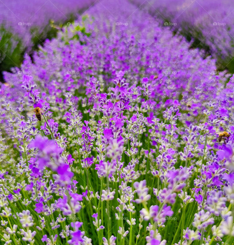Lavender rows and some bees