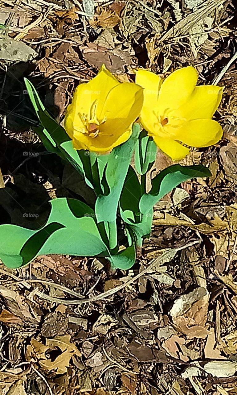 two yellow tulips blooming in the spring sun