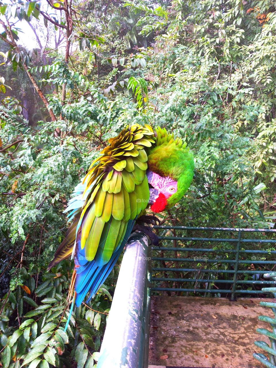 Macaw