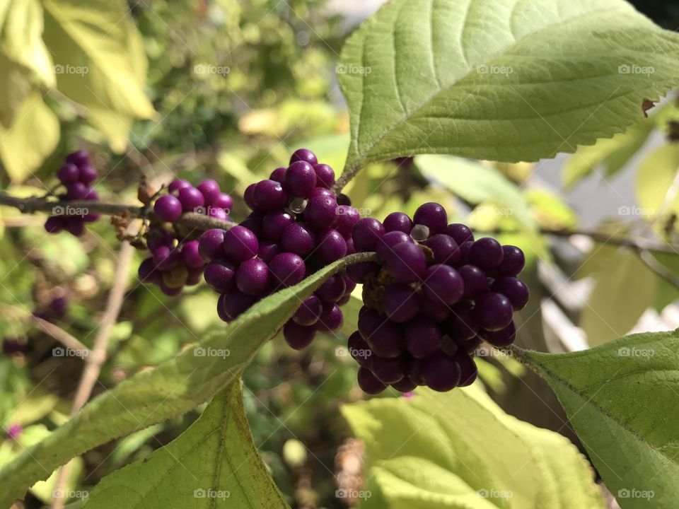 Micro shot of berries on a bush