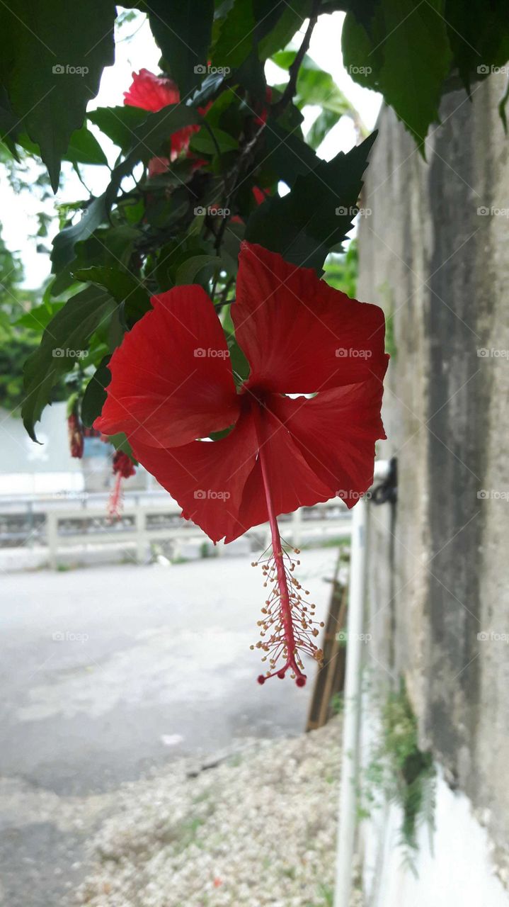 hibiscus ina di ghetto