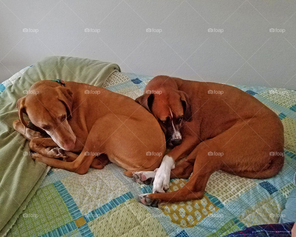 Two dogs cuddling on bed 