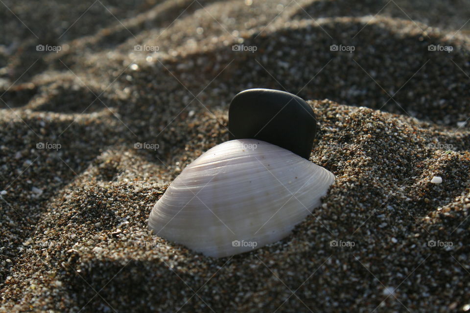 Shell on sand