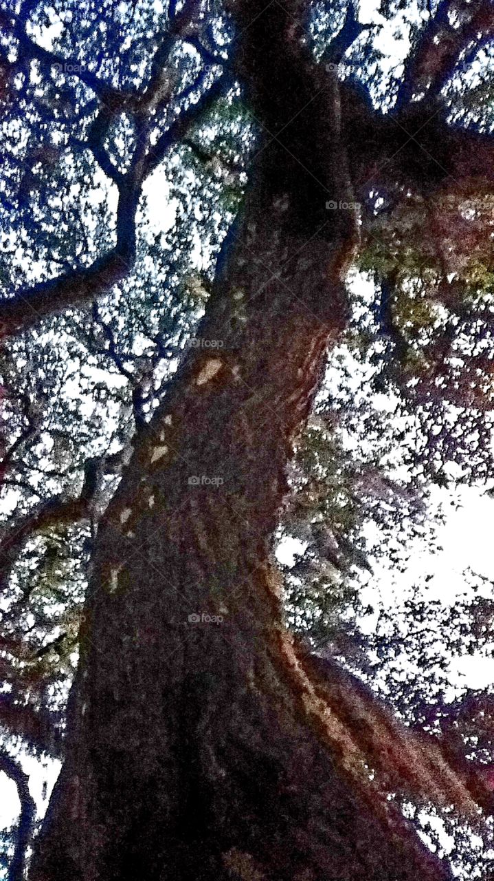 sunrise on oak tree turns fro silhouette to browns and greens