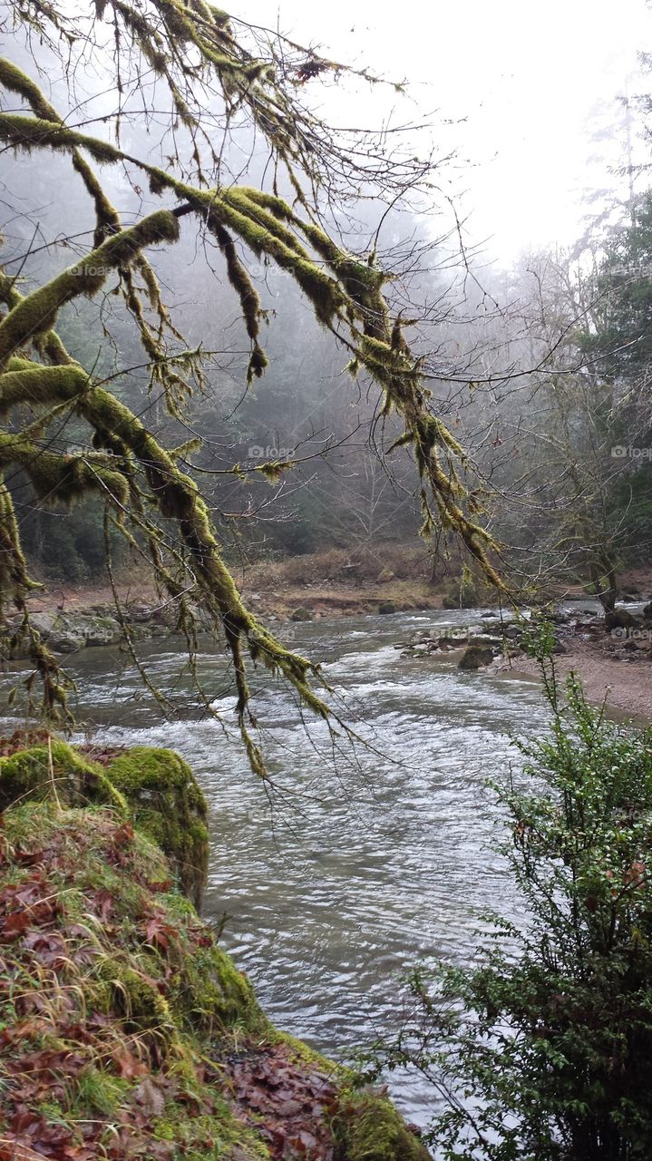 Coastal Oregon Rain Forest