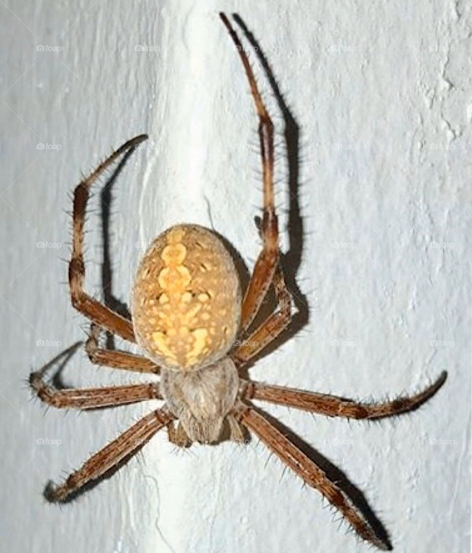 Orbweaver 