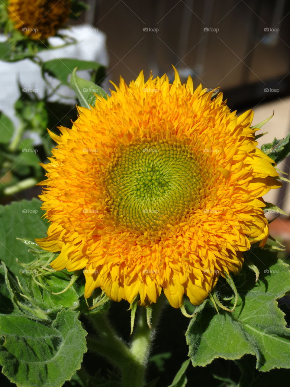 Dwarf Teddy Bear Sunflower.