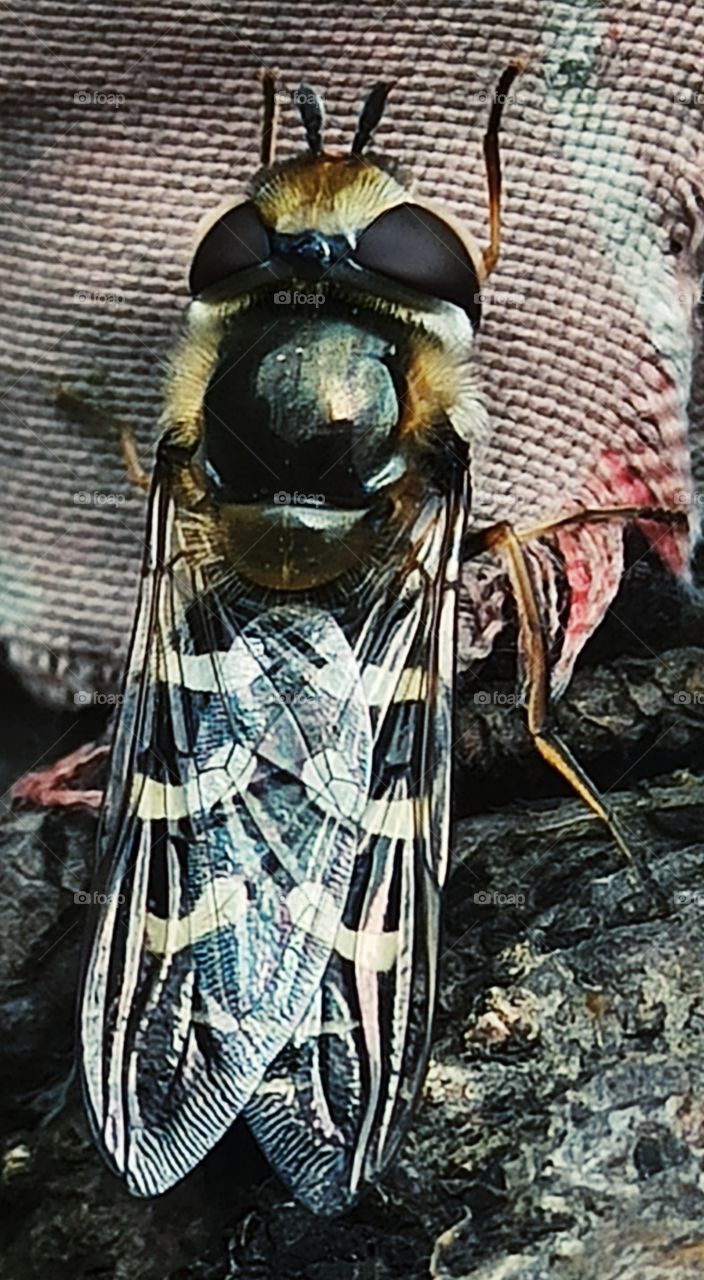 Wasp a beautiful Wasp....