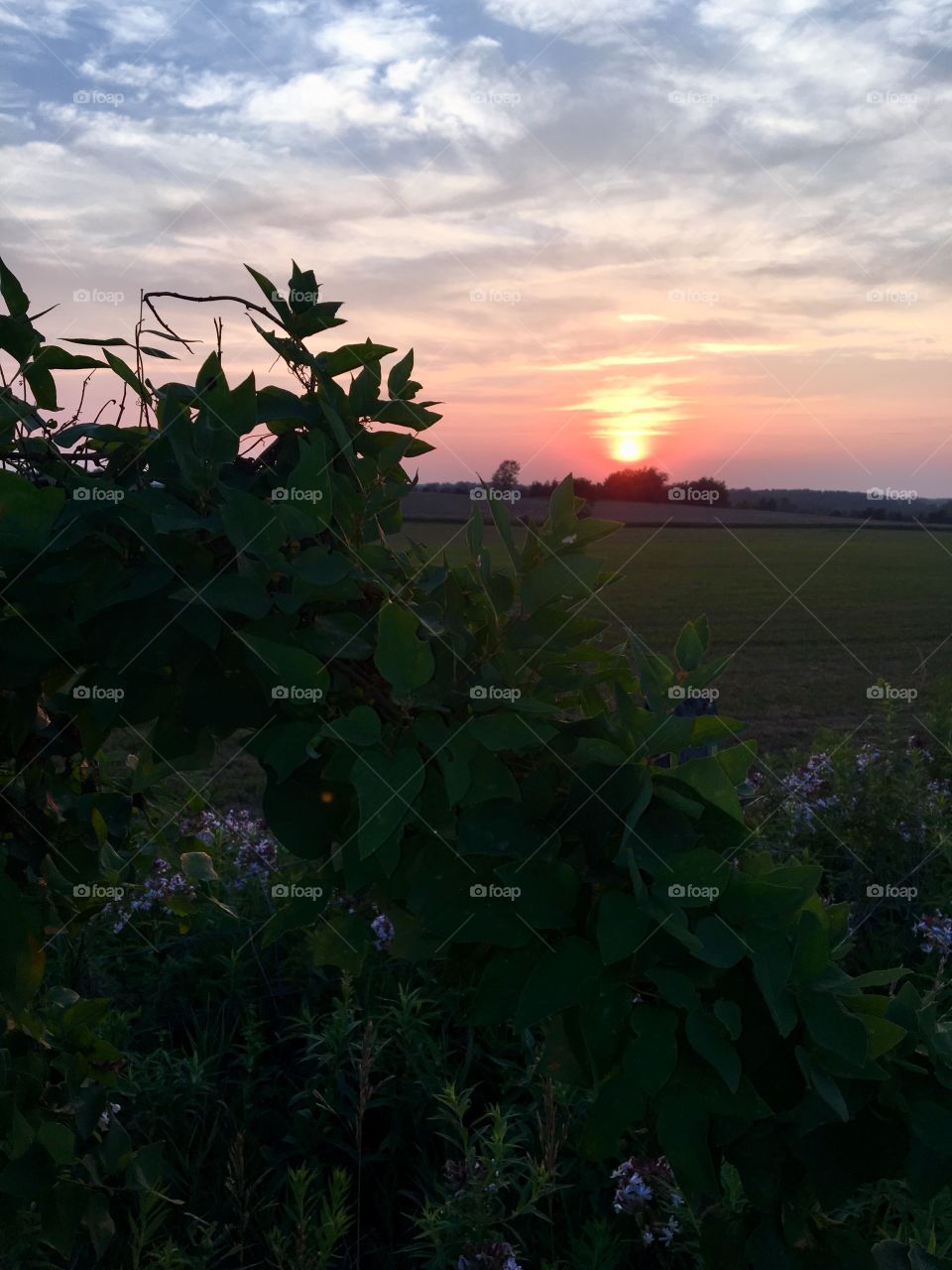 A beautiful red to purple sky as the sun sets over a farmers field. In the foreground is lush foliage with large leaves and off purple flowers.