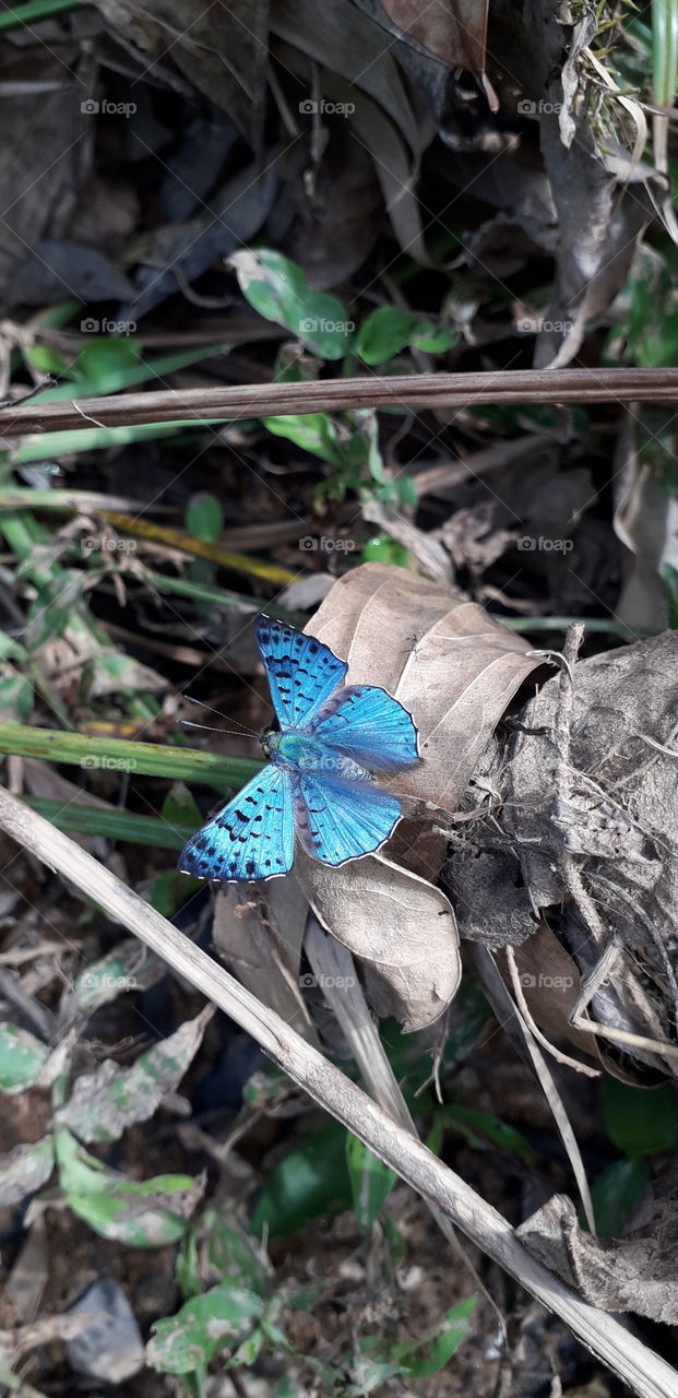 blue butterfly