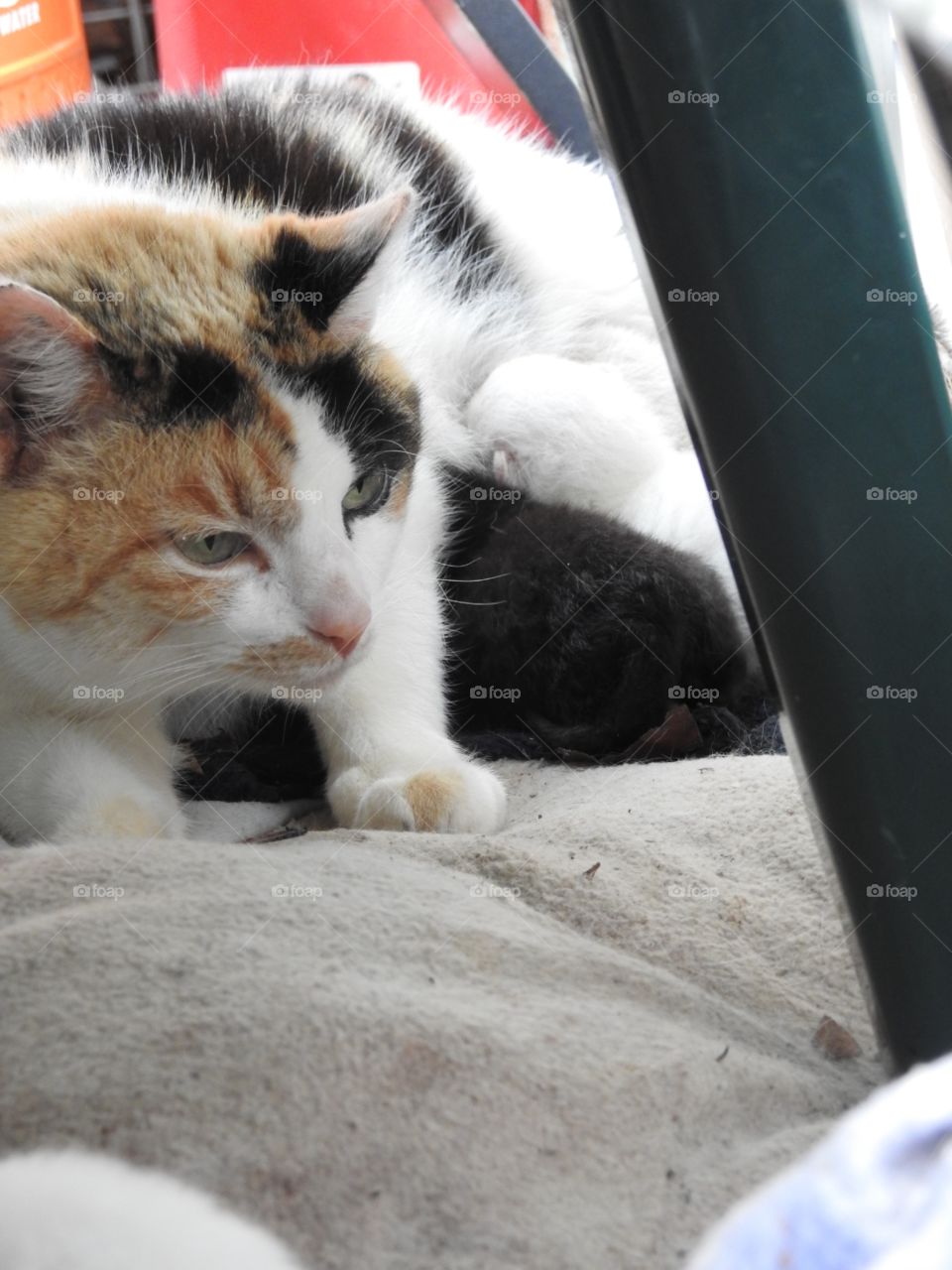 mother cat nursing her kittens