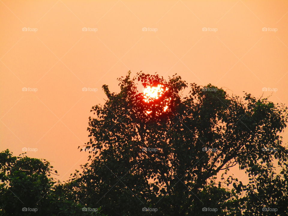 Beautiful sunset through tree