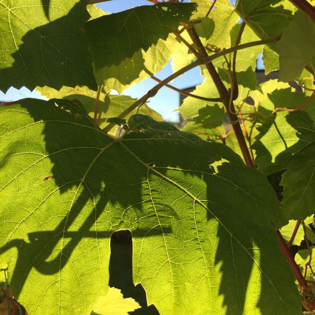 Leaf, Flora, Nature, Growth, No Person