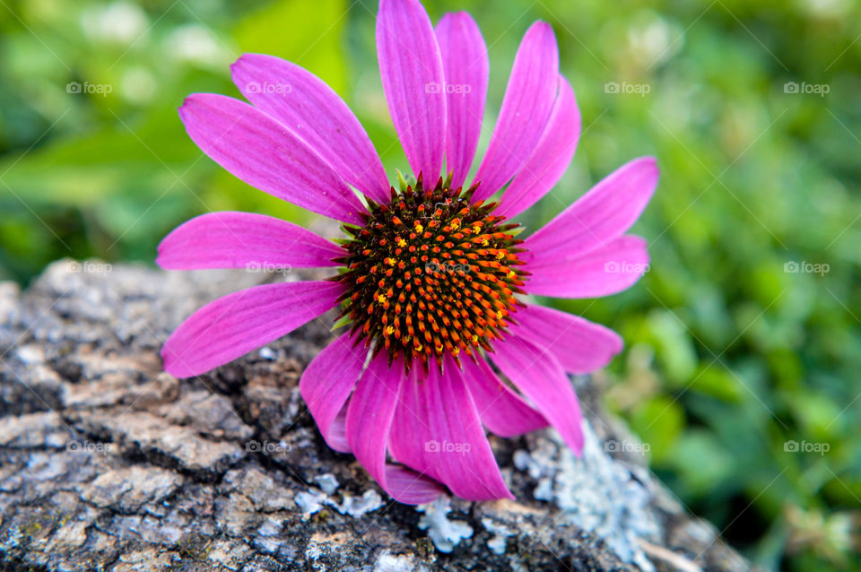 Purple wildflower resting on tree bark in the grass