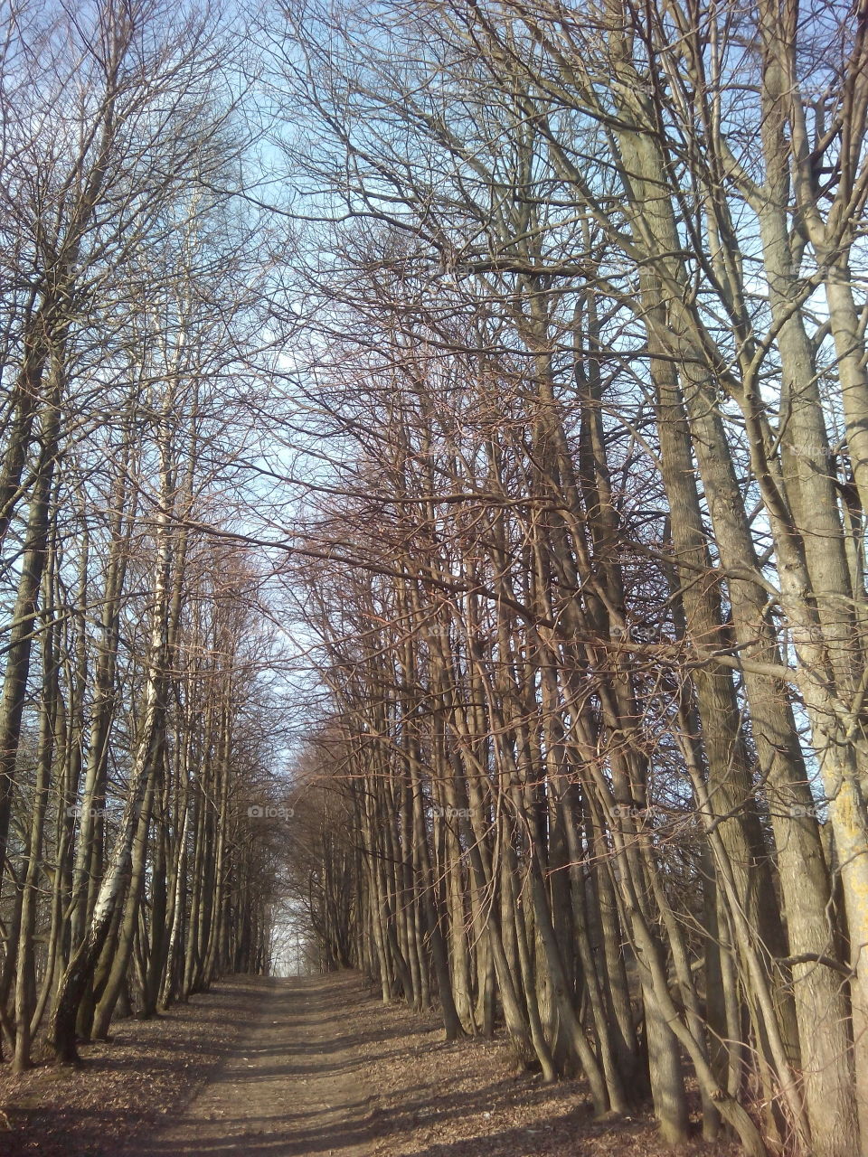 Wood, Tree, Winter, Nature, Landscape