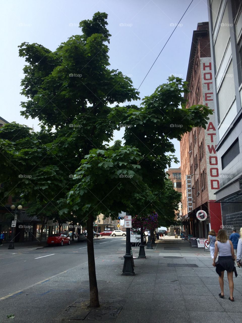 A tree growing on the sidewalks of Seattle