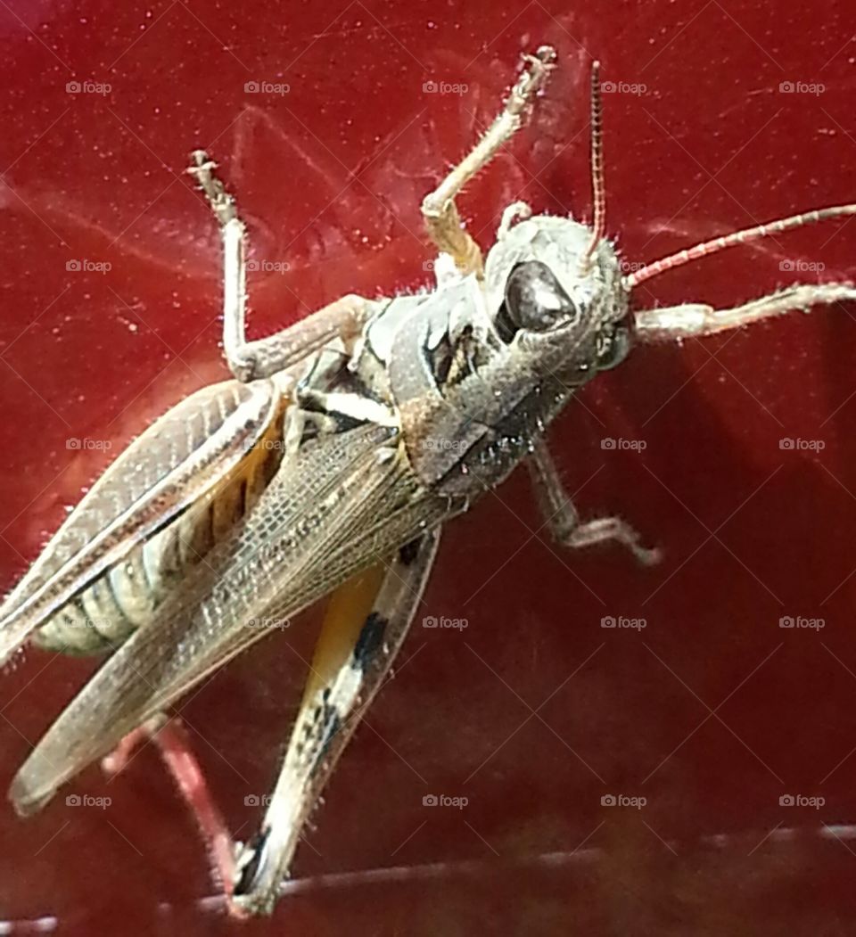 A grasshopper that decided to catch a ride.