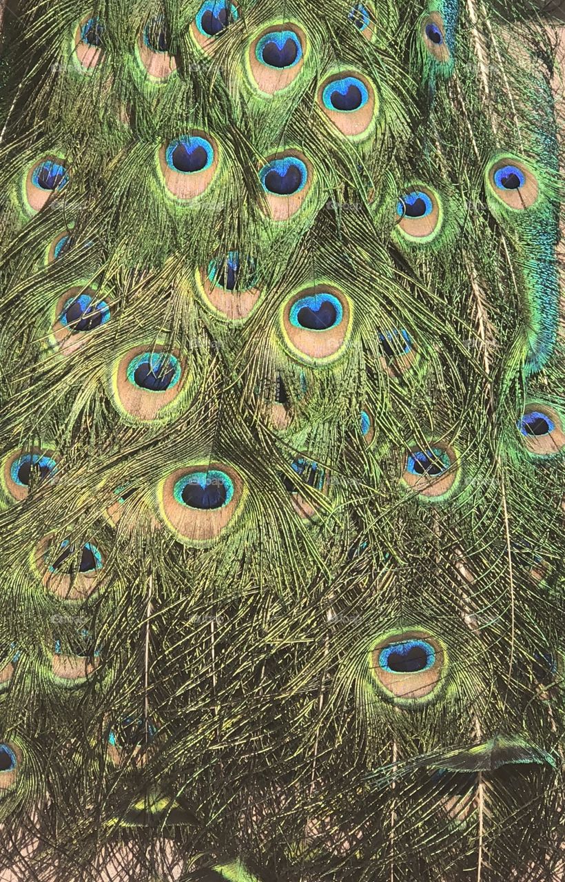 Peacock feathers