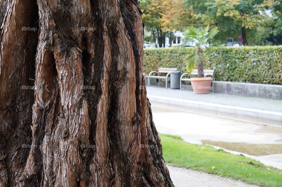 italy nature tree structure by lexlebeur