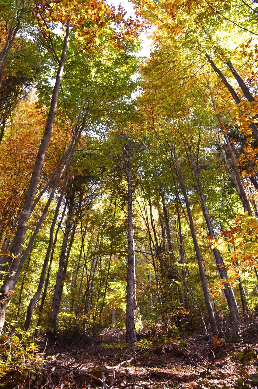 Autumn Landscape