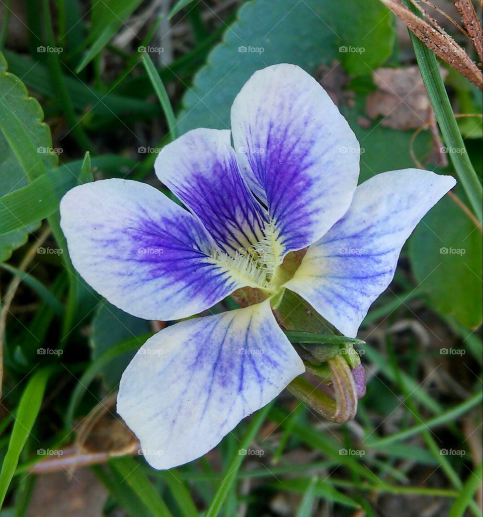 Flower, Nature, Flora, Leaf, Garden