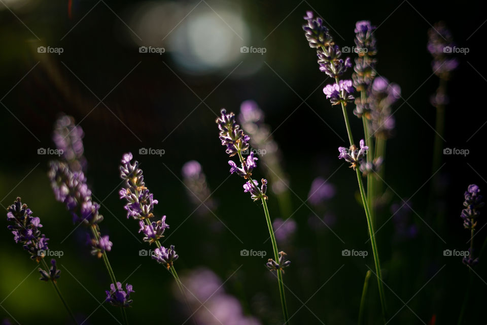 Lavender in the light of the sunset
