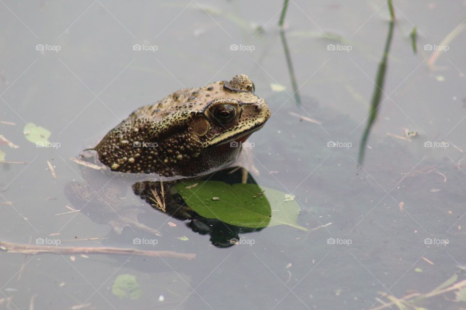frog on the lake