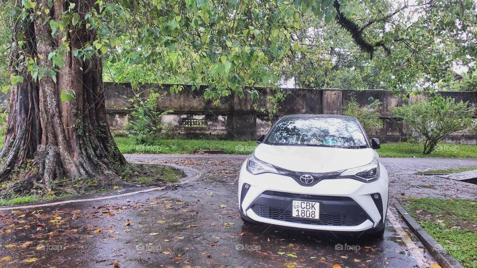 car with nature