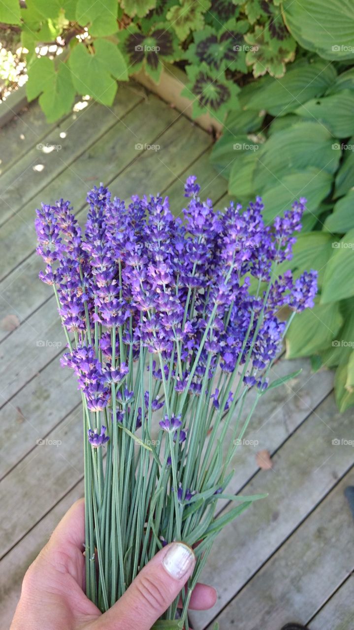 Harvested Lavender. Harvested lavender