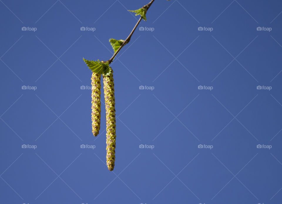 Birch  earnings on a blue sky background