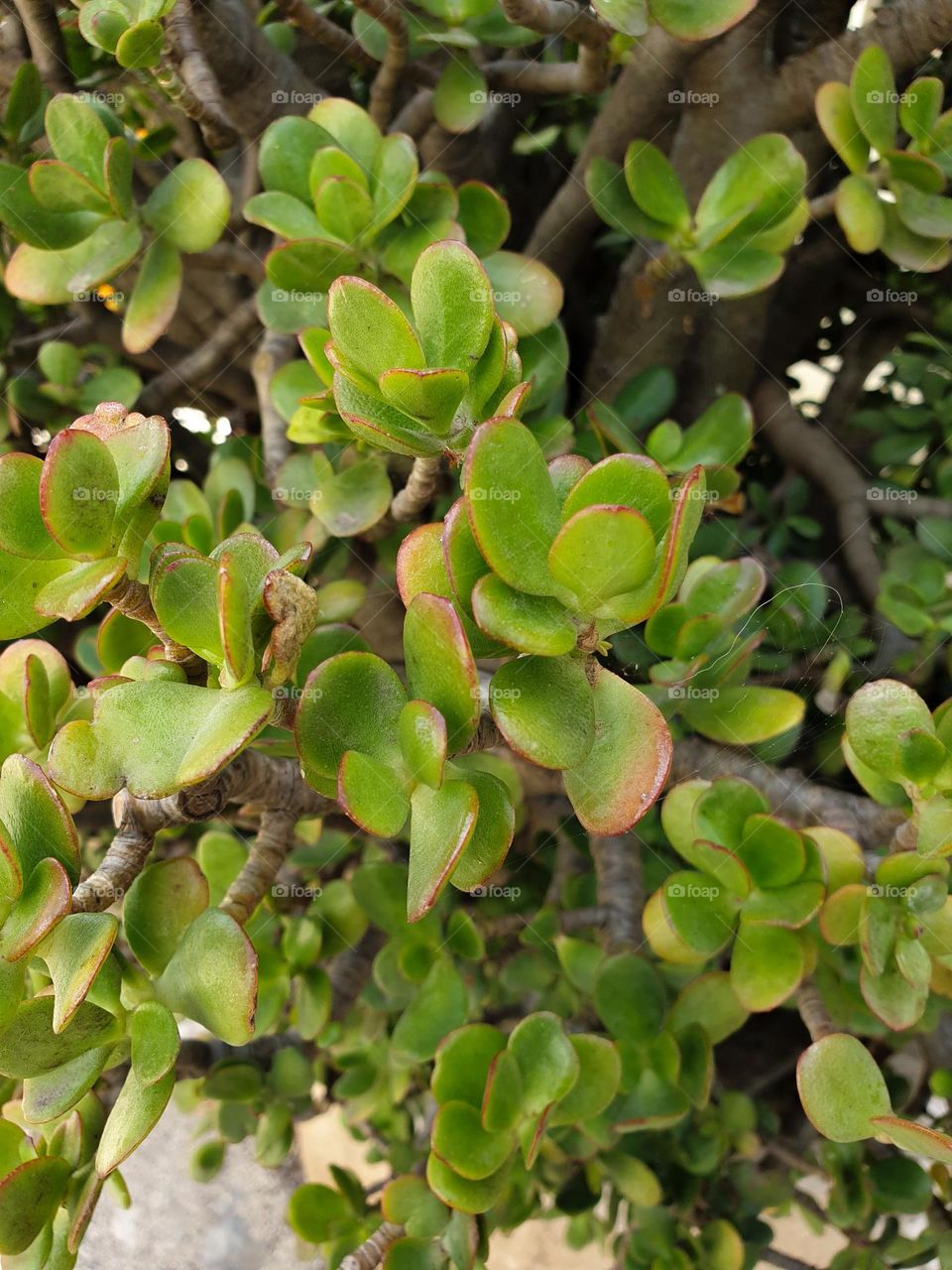 Be authentic, green leaves, nature