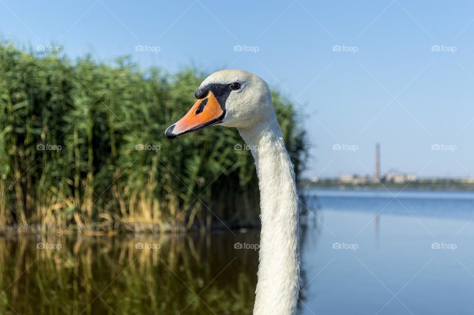 White swan portrait