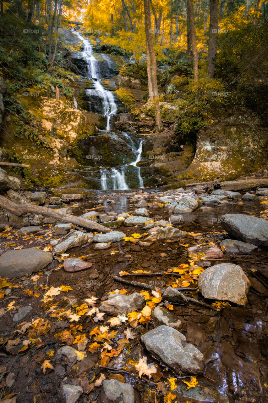 Beautiful waterfall cascading down into a small pool with colorful leaves floating in it. Surrounded by fall foliage. 