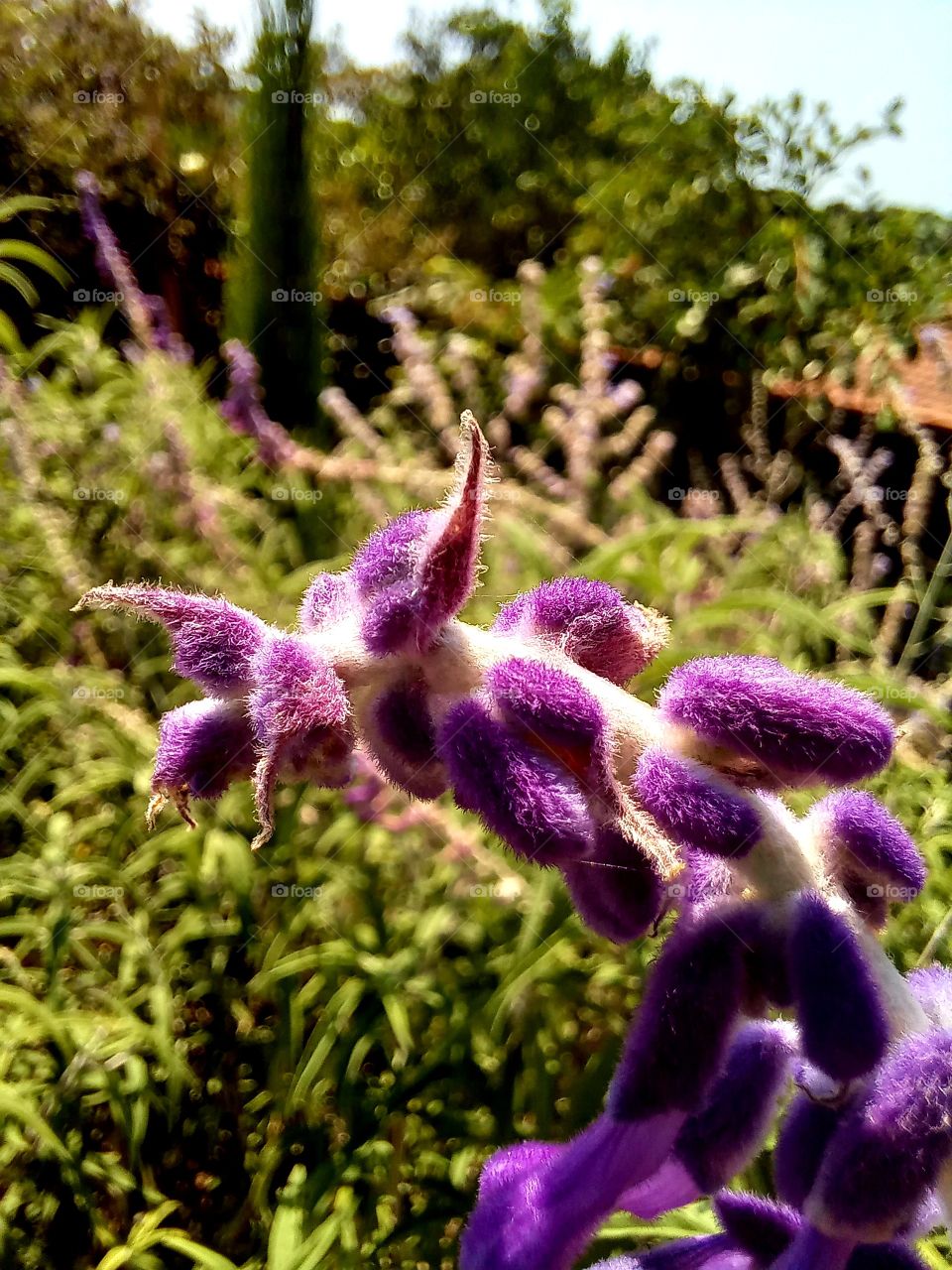 Purple flowers