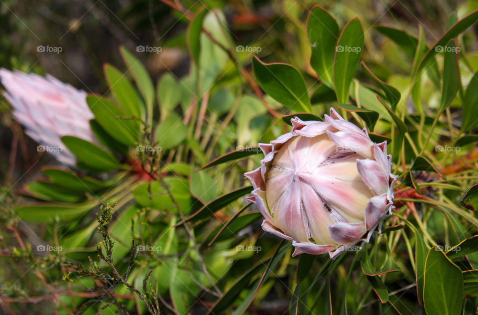 Baby protea flower