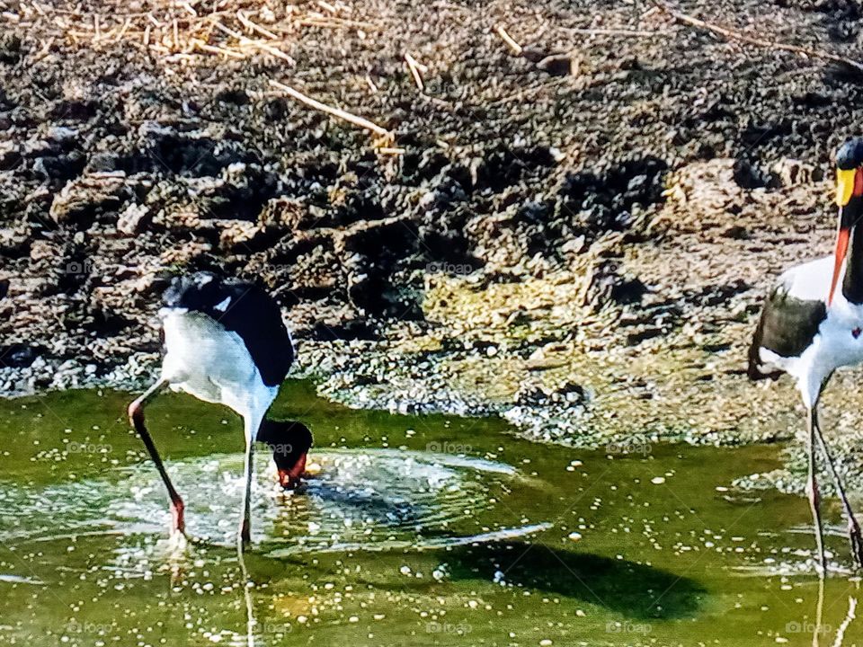 one bird photography