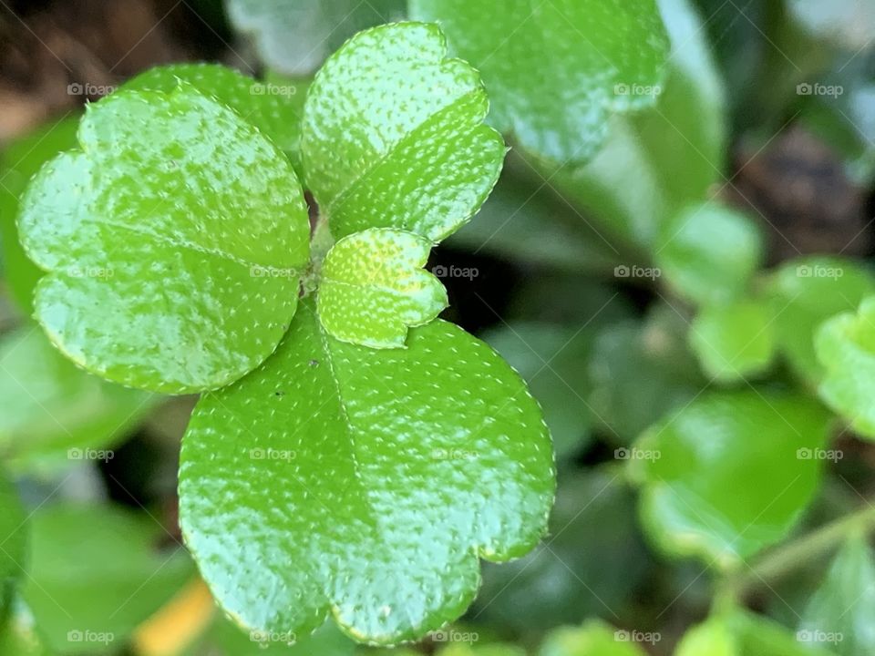 Portrait of a plant.