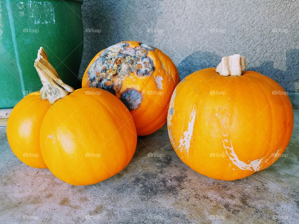 Halloween Pumpkins