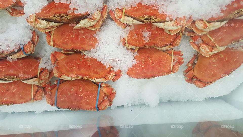 wild cooked dungeness crabs