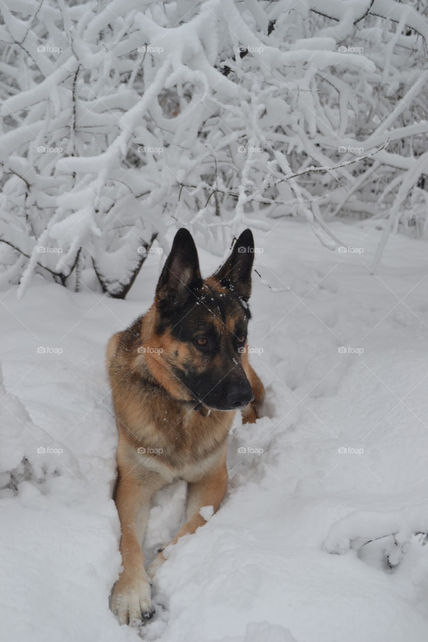 German Shepherd in Winter Wonderland