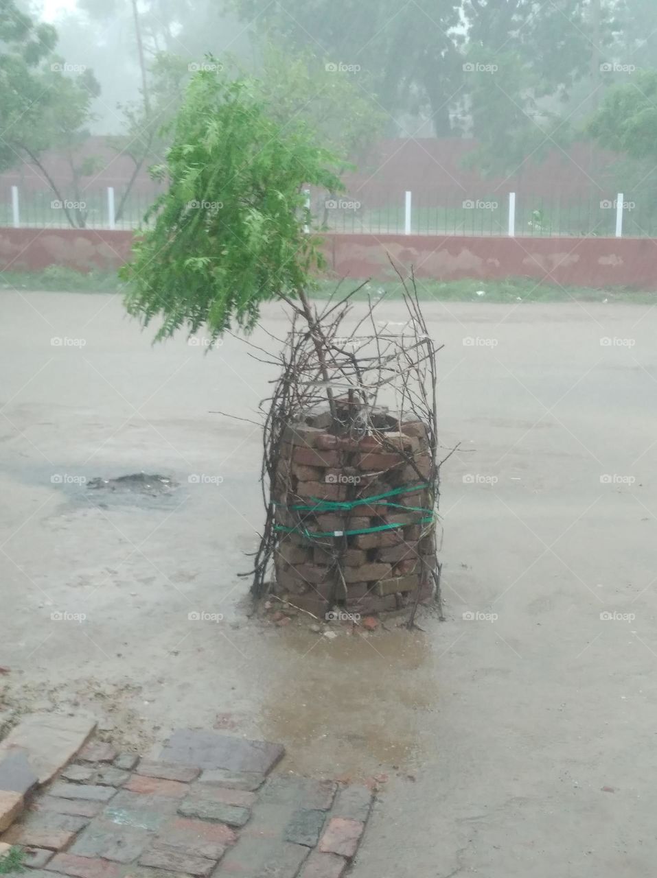 heavy raining wind blowing very fast plants move here and there, water on the road